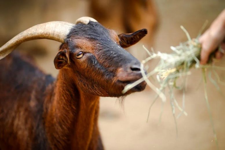 Elway San Clemente Island goat