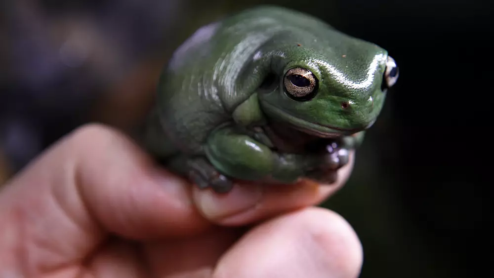 Chernobyl's tree frogs: The inside story on how a cunning species survived radiation